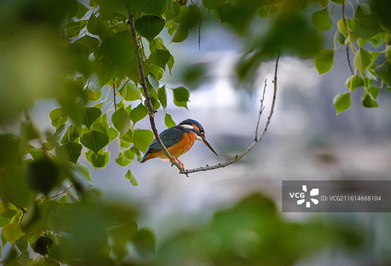 普通翠鸟荡秋千图片素材