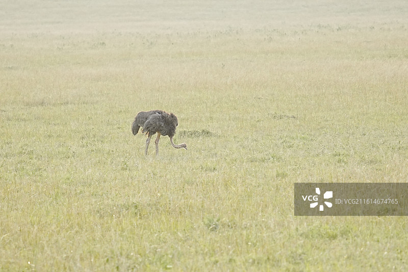 马赛马拉野生动物图片素材