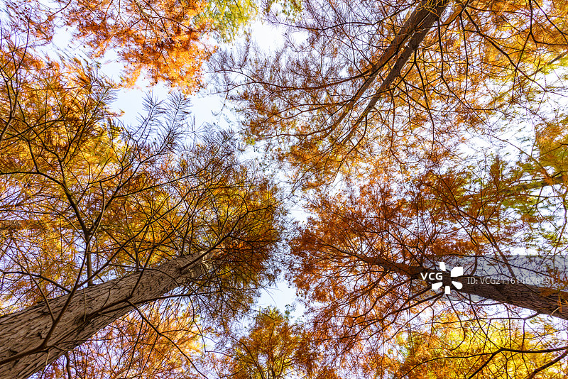 苏州虎丘湿地公园落羽杉池杉水杉森林秋季树木的低角度仰视图特写图片素材