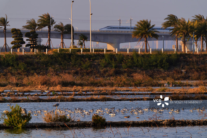 鹬影伴高铁，湿地沐余晖图片素材