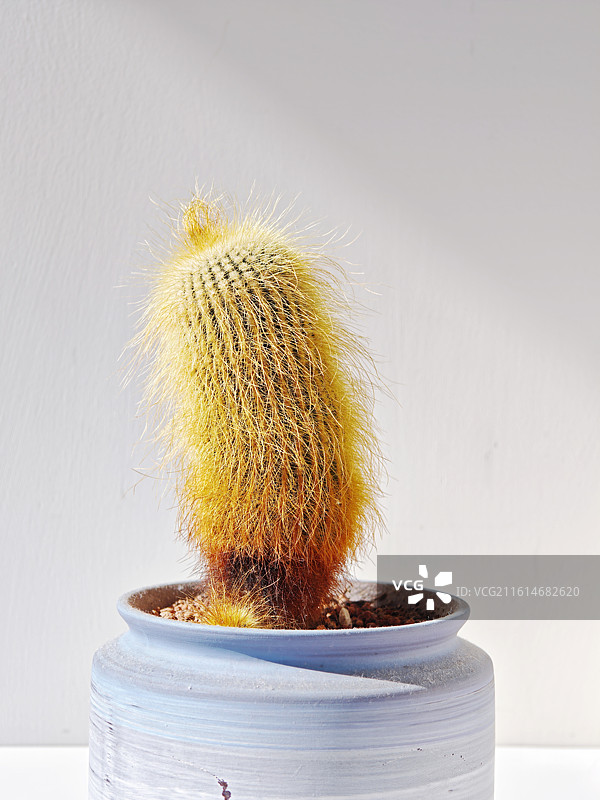 仙人球，盆栽仙人掌，毛茸茸的仙人球，可爱仙人球，仙人掌，仙人球，多肉植物，带刺的植物，刺图片素材