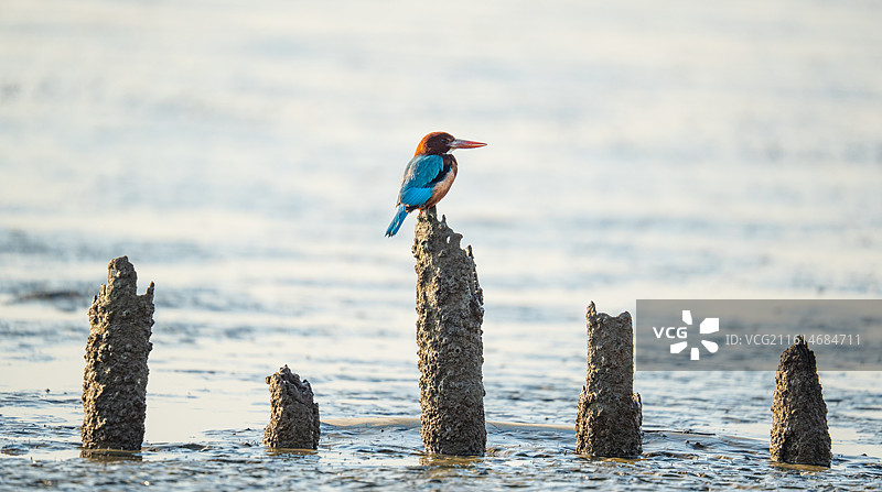 站在礁石上木桩上休息的白胸翡翠图片素材