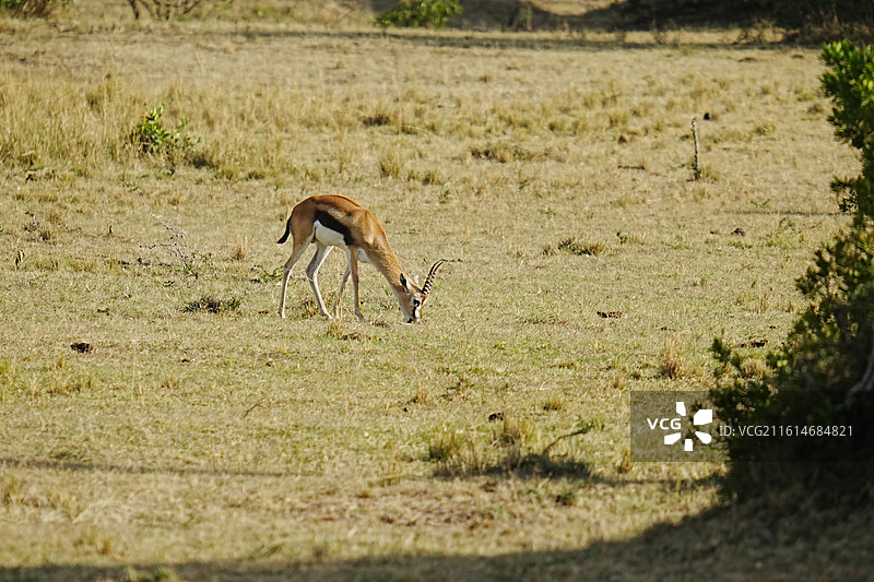 马赛马拉野生动物图片素材
