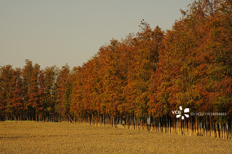 珠海斗门小黄杨图片素材