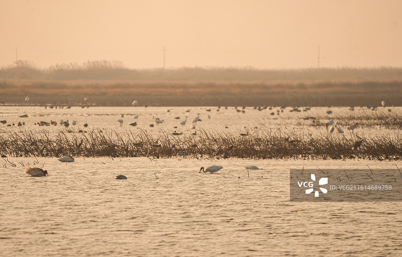 中国鄱阳湖黄昏候鸟风景——南矶湿地日落时候鸟风景图图片素材
