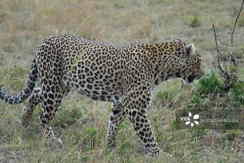 马赛马拉野生动物图片素材