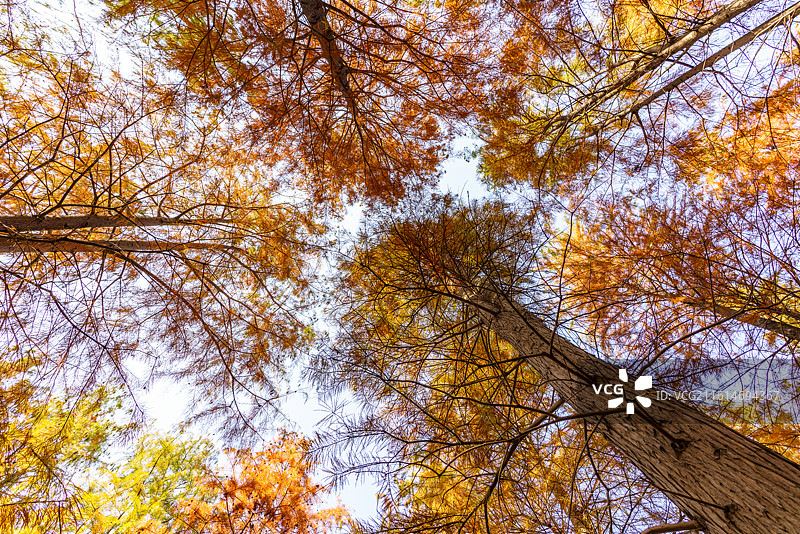 苏州虎丘湿地公园落羽杉池杉水杉森林秋季树木的低角度仰视图特写图片素材