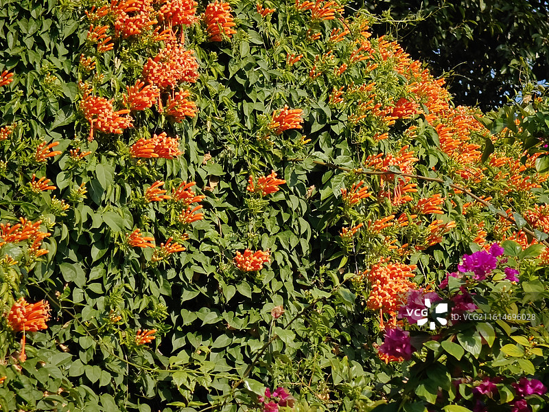 光影厦门之春暖花开-炮仗竹+三角梅墙图片素材