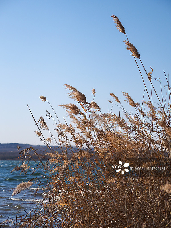 冬季湖边的芦苇图片素材