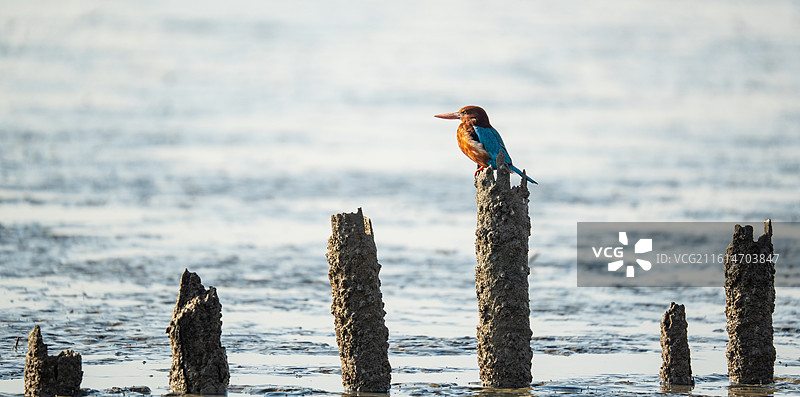 深圳湾公园站在礁石上木桩上休息的白胸翡翠图片素材