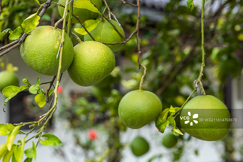 湖北省黄冈市蕲春县李时珍纪念馆种植的青釉图片素材