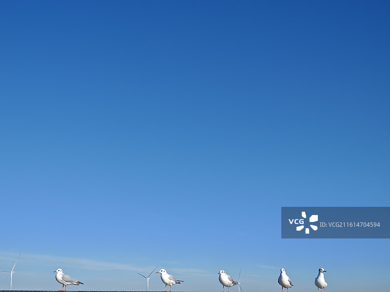 站成一排的海鸥图片素材