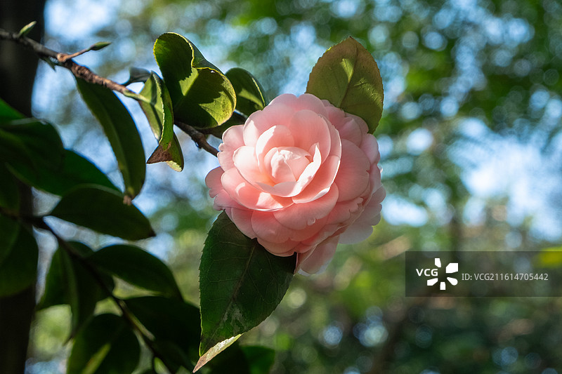 一束阳光照亮了宫粉山茶花图片素材