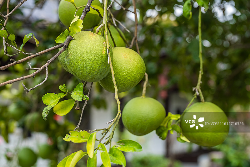 湖北省黄冈市蕲春县李时珍纪念馆种植的青釉图片素材