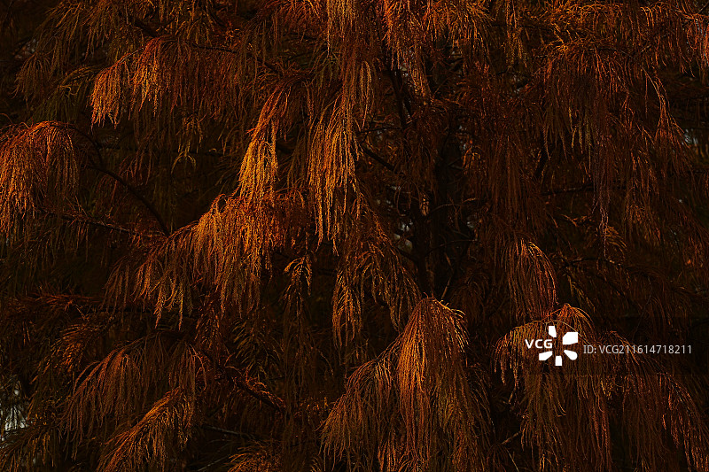 珠海斗门小黄杨图片素材