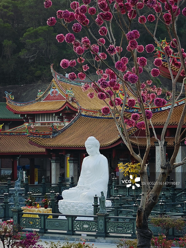 冬日盛开的紫花风铃木与厦门仙岳山天竺岩寺相映成趣图片素材