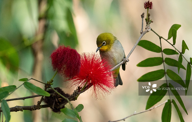 暗绿绣眼鸟正在吸食朱缨花，也叫红绒球、红合欢的花蜜图片素材