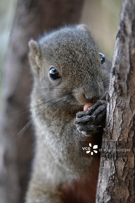 松鼠特写图片素材