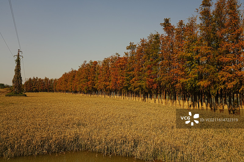 珠海斗门小黄杨图片素材