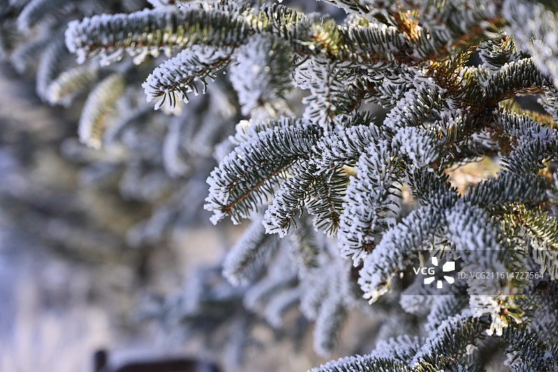 北国雾凇图片素材