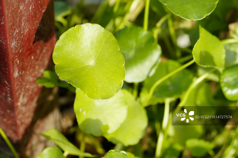 共青森林公园 南美天胡荽图片素材