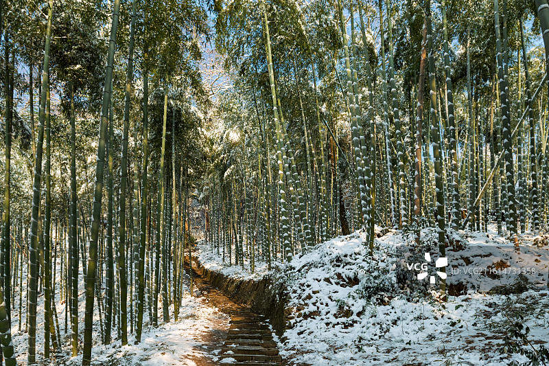 浙江省湖州市德清县莫干山风景区雪后竹林图片素材