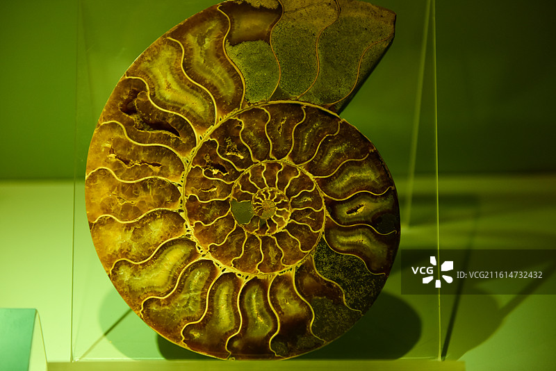 化石螺旋壳标本展示图片素材