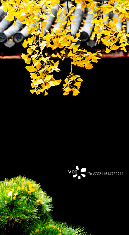 银杏黄叶秋色中的上海徐汇龙华寺黄墙黛瓦建筑景观图片素材