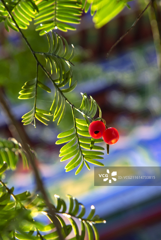珍稀植物红豆杉（相思果）图片素材