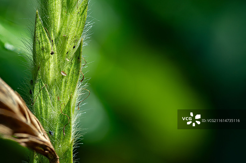 微距摄影 花蕊微距 花芯 花卉微距图片素材