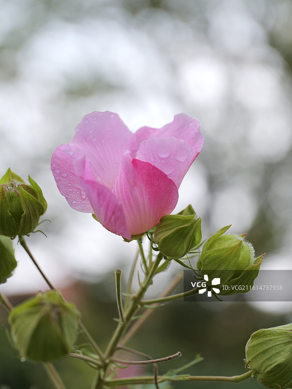 雨后盛开的粉色木芙蓉花朵特写，带有晶莹水滴的唯美自然花卉摄影图片素材
