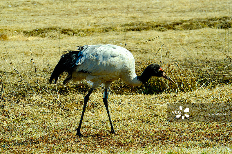 大山包黑颈鹤国家级自然保护区，中国云南省昭通市昭阳区大山包镇大海子越冬的黑颈鹤，大海子车路村风光图片素材