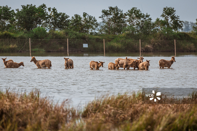 盐城大丰野鹿荡野生麋鹿图片素材