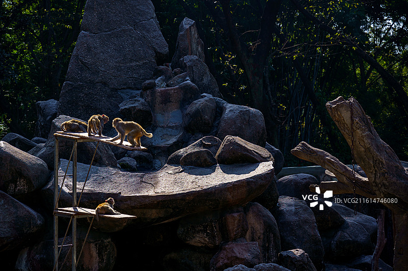 广州动物园的猴子图片素材