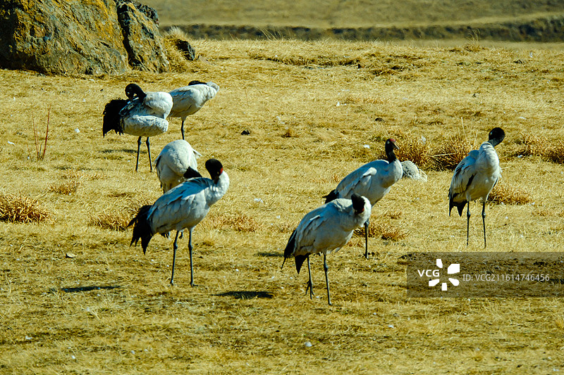 大山包黑颈鹤国家级自然保护区，中国云南省昭通市昭阳区大山包镇大海子越冬的黑颈鹤，大海子车路村风光图片素材