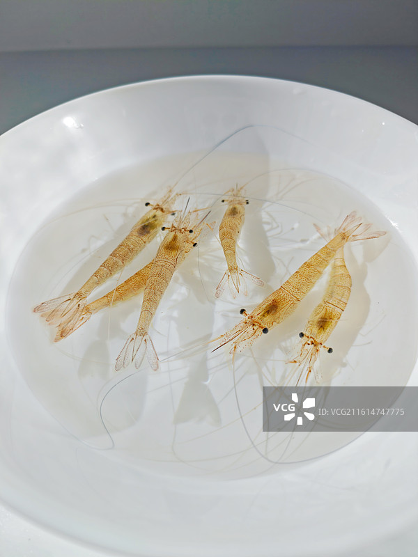 虾，白虾，活虾，虾米，河虾，淡水虾，甲壳动物，中华鳌虾，对虾，南美白对虾，鲜活的虾图片素材