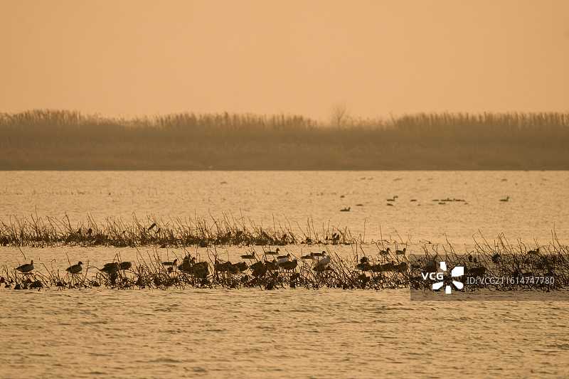 中国鄱阳湖黄昏候鸟风景——南矶湿地日落时候鸟风景图图片素材