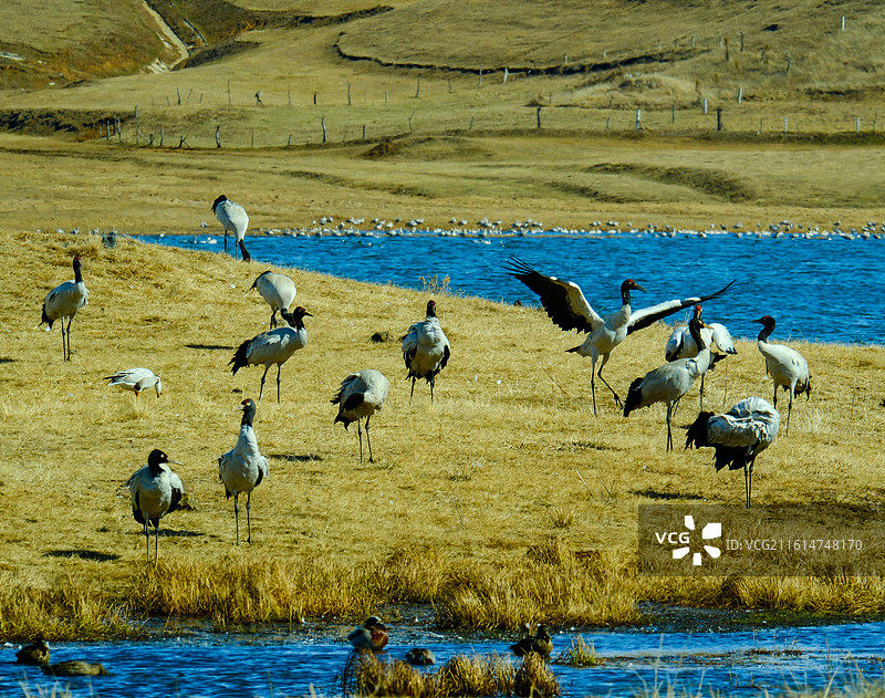 大山包黑颈鹤国家级自然保护区，中国云南省昭通市昭阳区大山包镇大海子越冬的黑颈鹤，大海子车路村风光，图片素材
