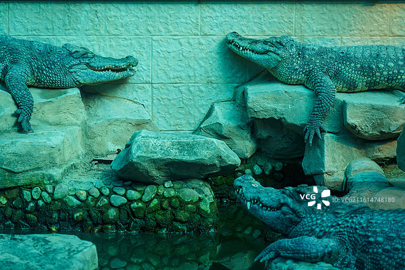 广州动物园的各种动物，汉墓盗洞图片素材