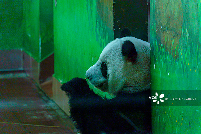 广州动物园的各种动物，汉墓盗洞图片素材