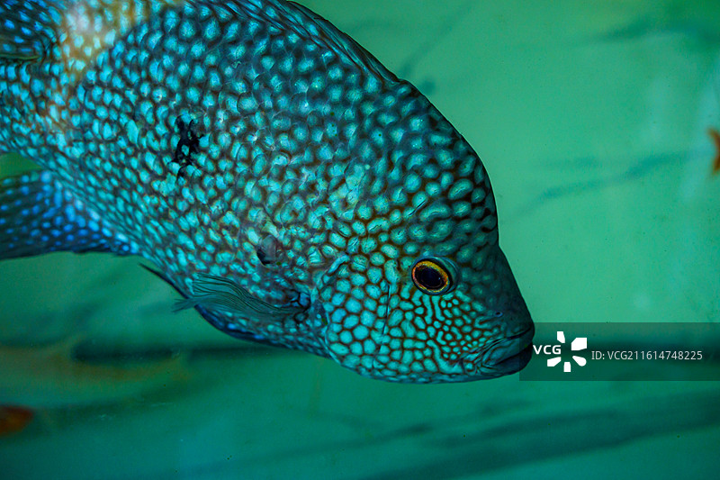 广州动物园的各种动物，汉墓盗洞图片素材