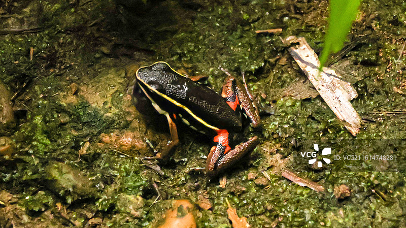 亚马逊雨林中的箭毒蛙图片素材