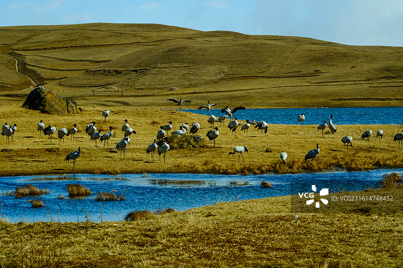 大山包黑颈鹤国家级自然保护区，中国云南省昭通市昭阳区大山包镇大海子越冬的黑颈鹤，大海子车路村风光，图片素材