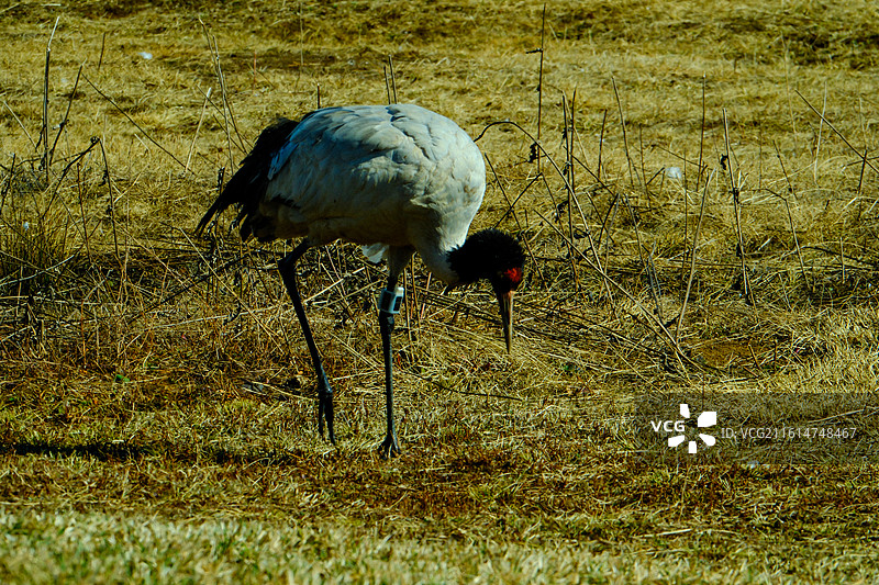 大山包黑颈鹤国家级自然保护区，中国云南省昭通市昭阳区大山包镇大海子越冬的黑颈鹤，大海子车路村风光，图片素材
