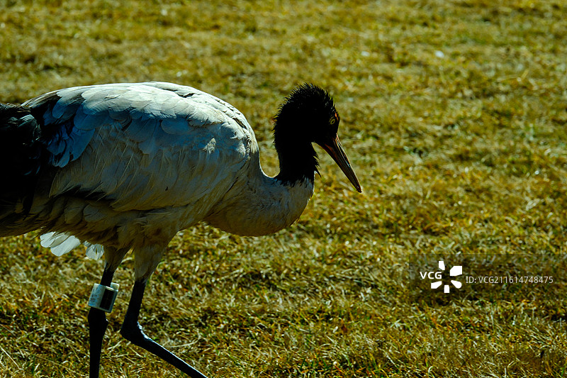 大山包黑颈鹤国家级自然保护区，中国云南省昭通市昭阳区大山包镇大海子越冬的黑颈鹤，大海子车路村风光，图片素材