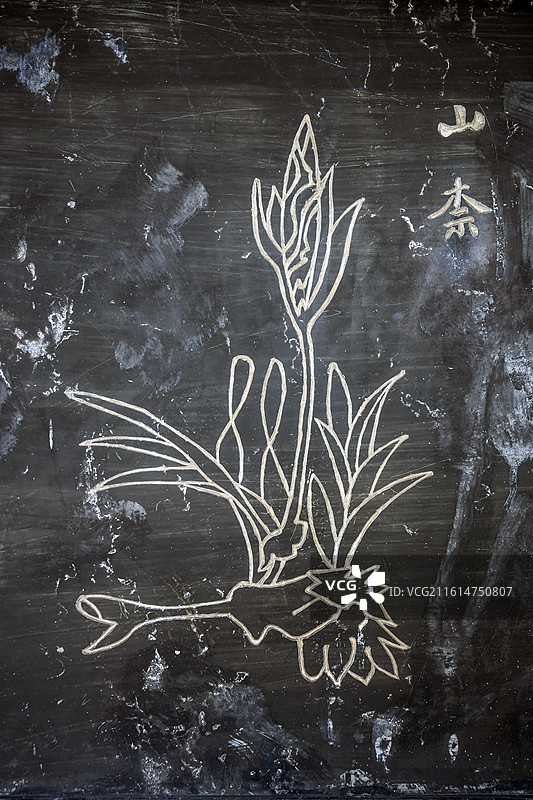 湖北省黄冈市蕲春县李时珍纪念馆石雕中草药(山柰)图片素材