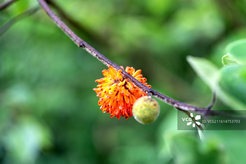 构树果 楮实子 楮实 榖实 榖子 楮桃图片素材