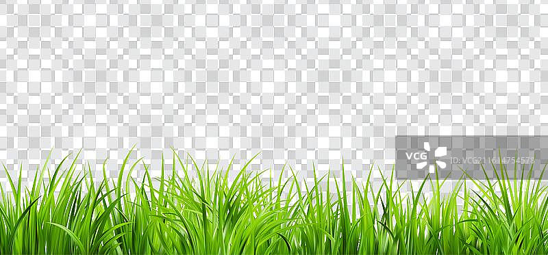 逼真的绿色草丛，充满新鲜绿意图片素材