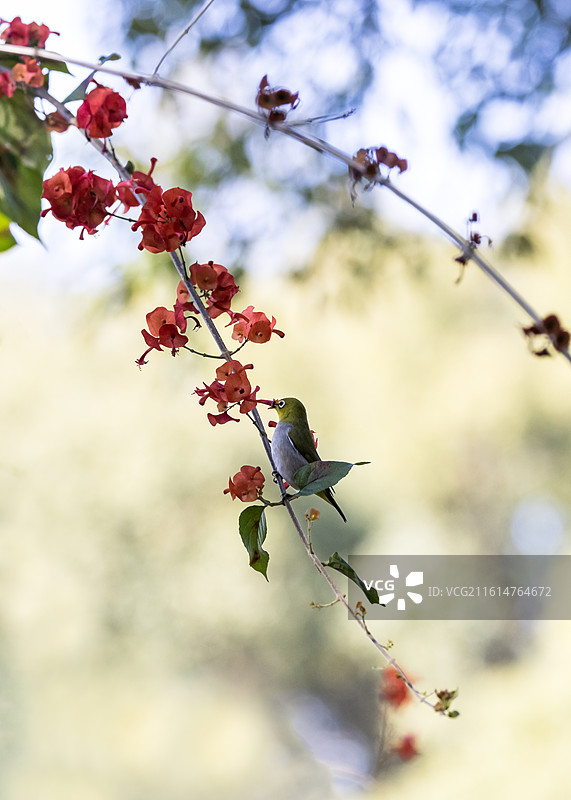 吸花蜜的小鸟（华南植物园）图片素材