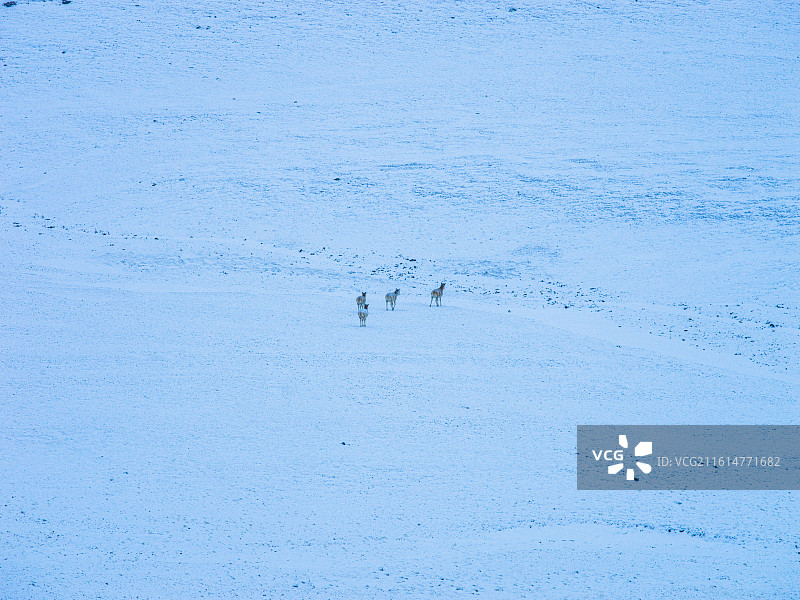 雪域高原上的灵动身影：藏野驴与普诺岗日冰川的绝美邂逅图片素材